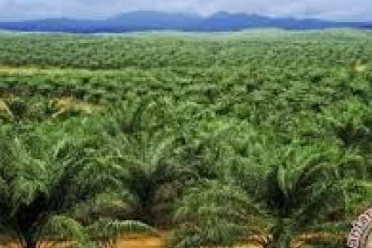 20 Hektare Sawit Bengkalis Amblas Akibat Abrasi