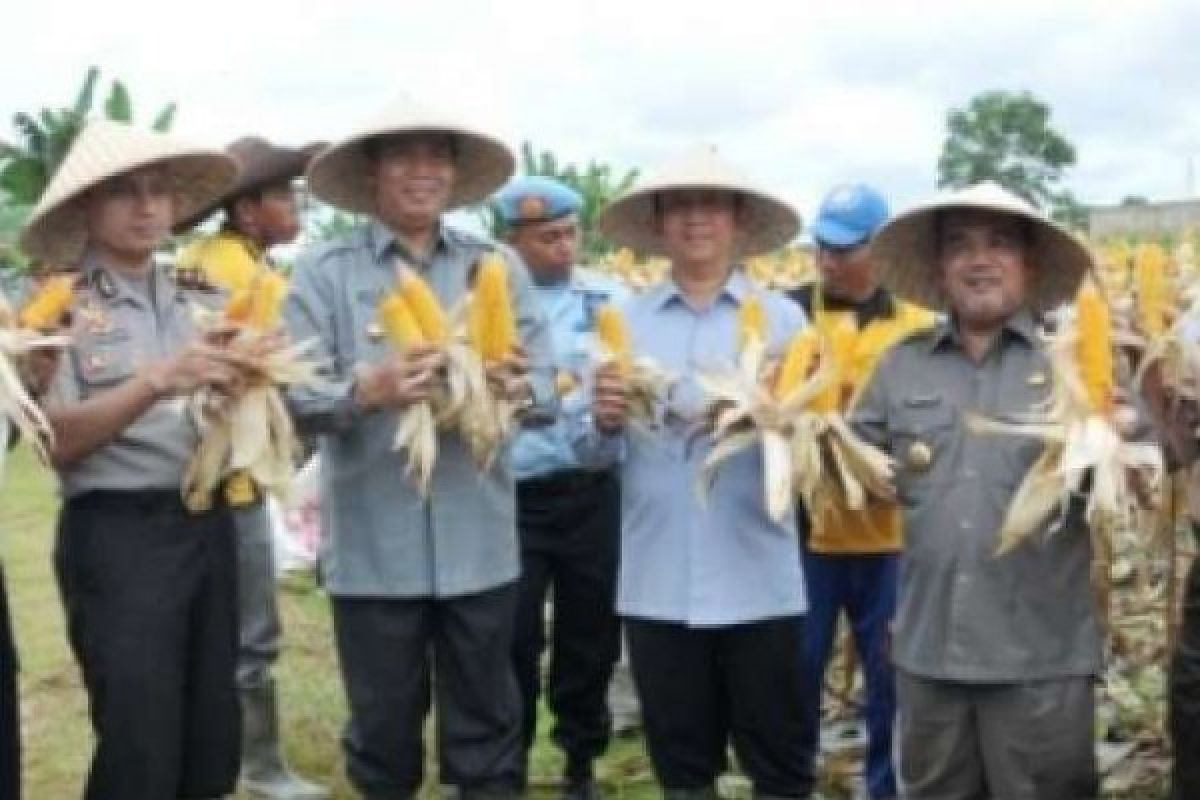 Pejabat Kementerian Pertanian Ikut Panen Raya