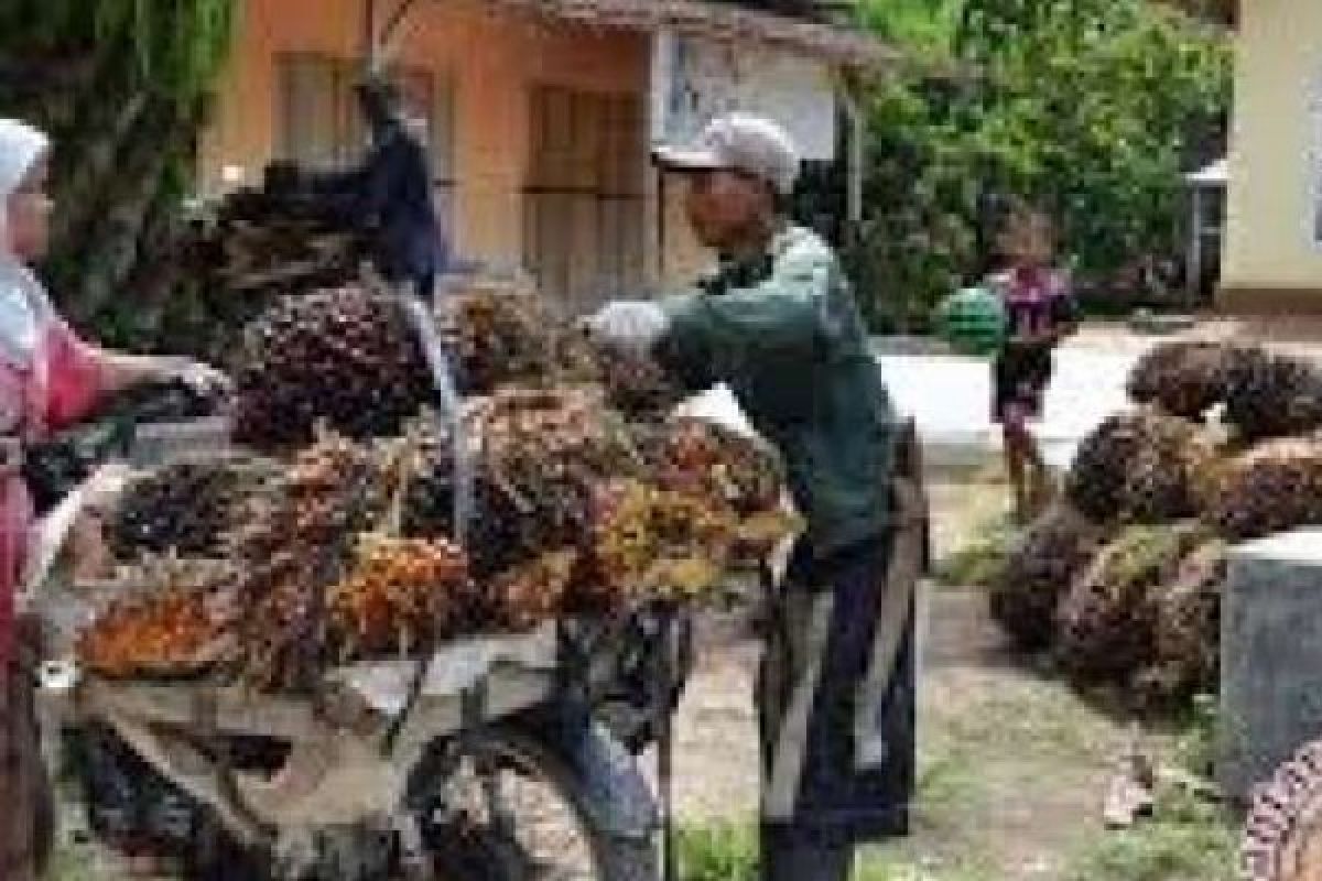 Riau Mulai Sertifikasi ISPO Petani Swadaya