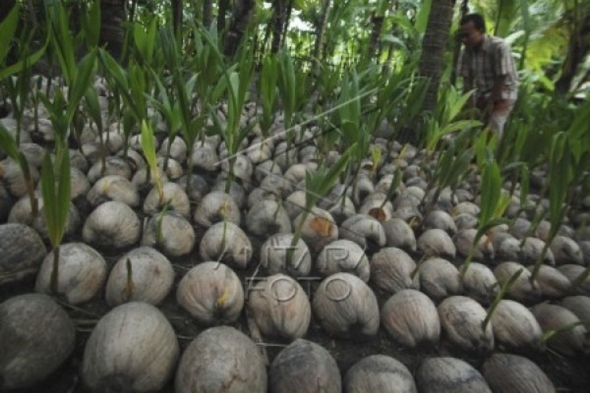 Pemprov Babel-LDII kembangkan kelapa kopyor