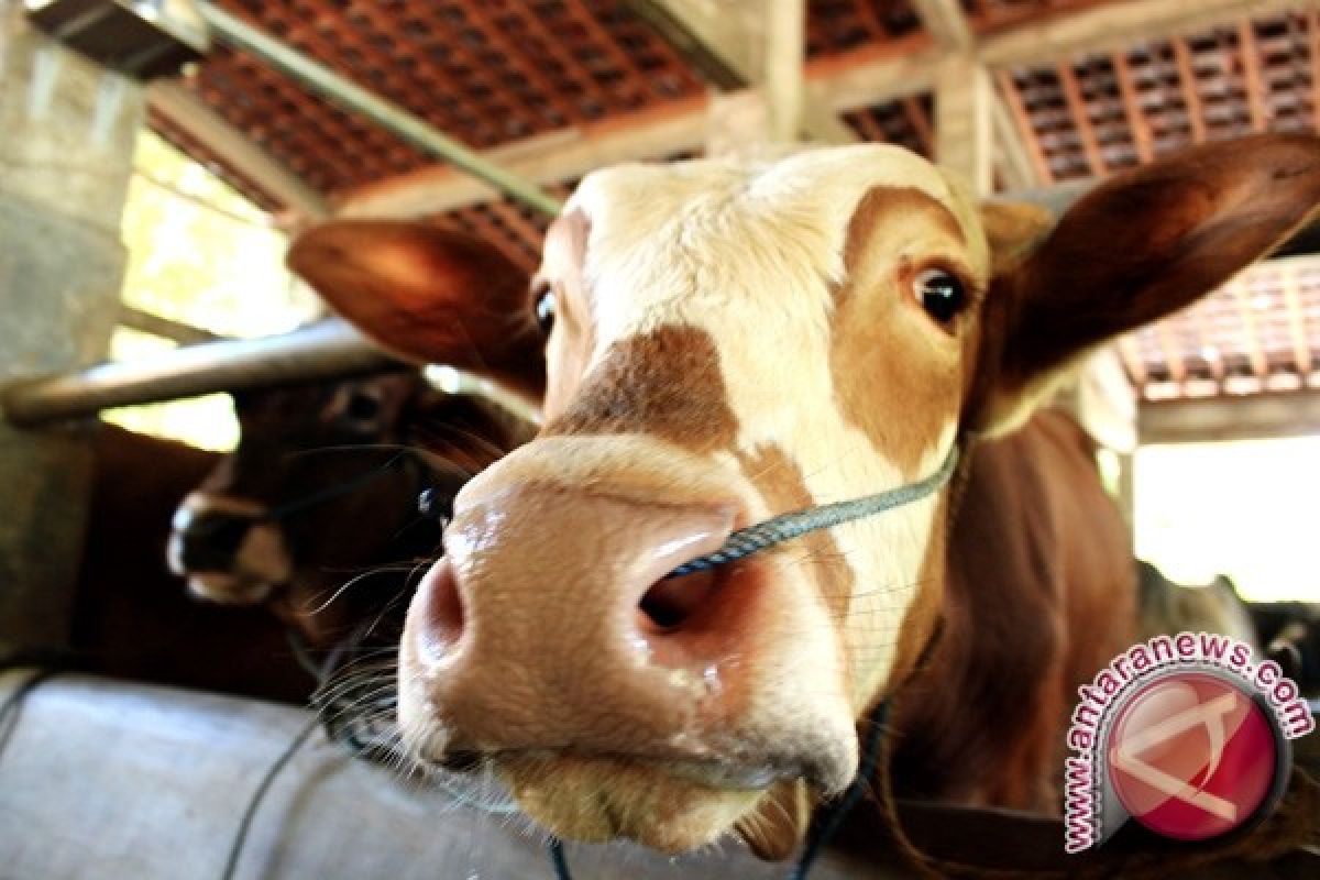 Kementan Bantu 14.000 Sapi Indukan untuk Kaltim