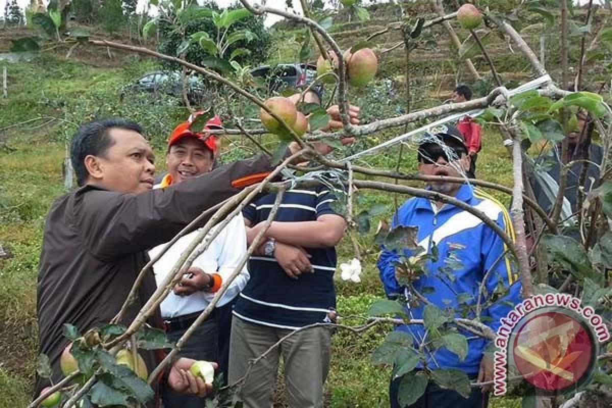 Bupati Bantaeng Ajak Muspida Panen Apel di Agrowisata Bonto Lojong