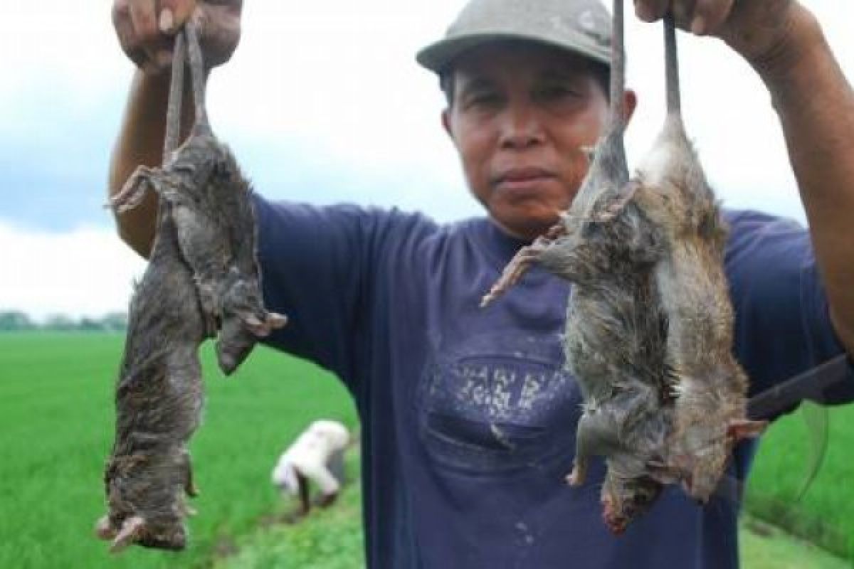 TNI Geropyokan Tikus di Temanggung