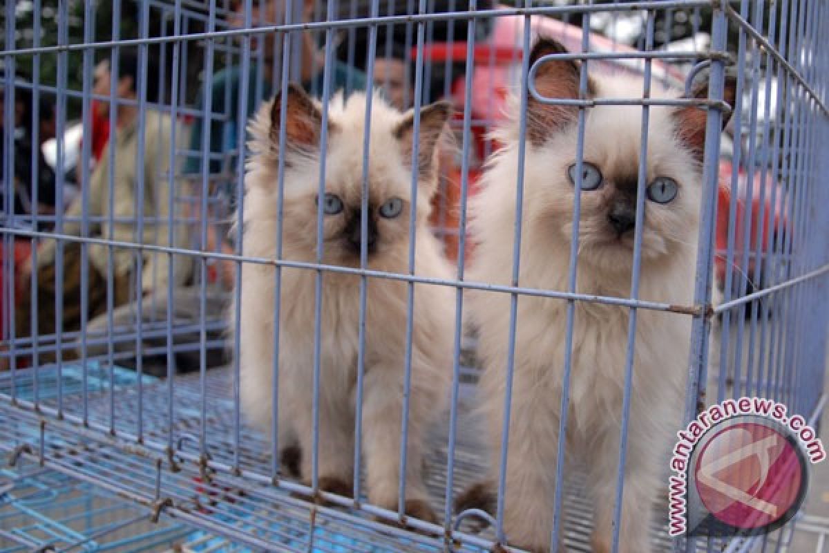 Tiga kucing hutan diselamatkan dari perdagangan ilegal