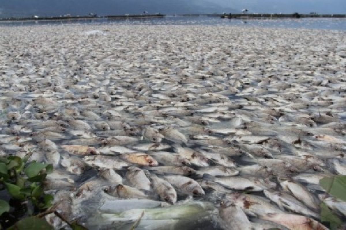 50 Tons of Fish in Maninjau Lake Suddenly Died