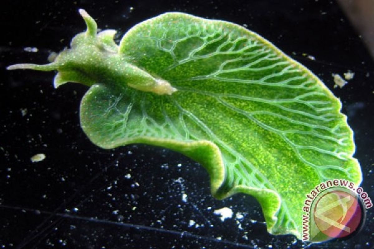 Siput laut hijau ini bisa fotosintesis 