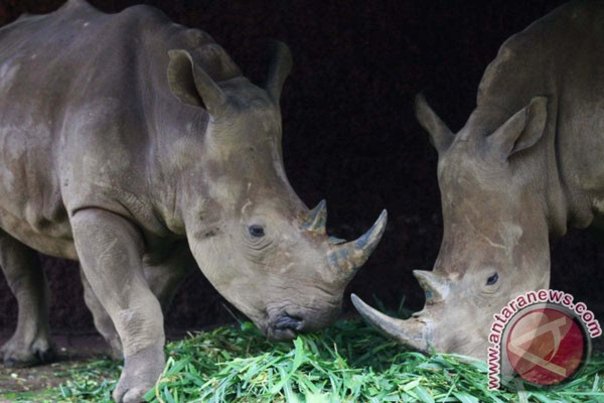 Badak putih lahir di Taman Safari Bogor