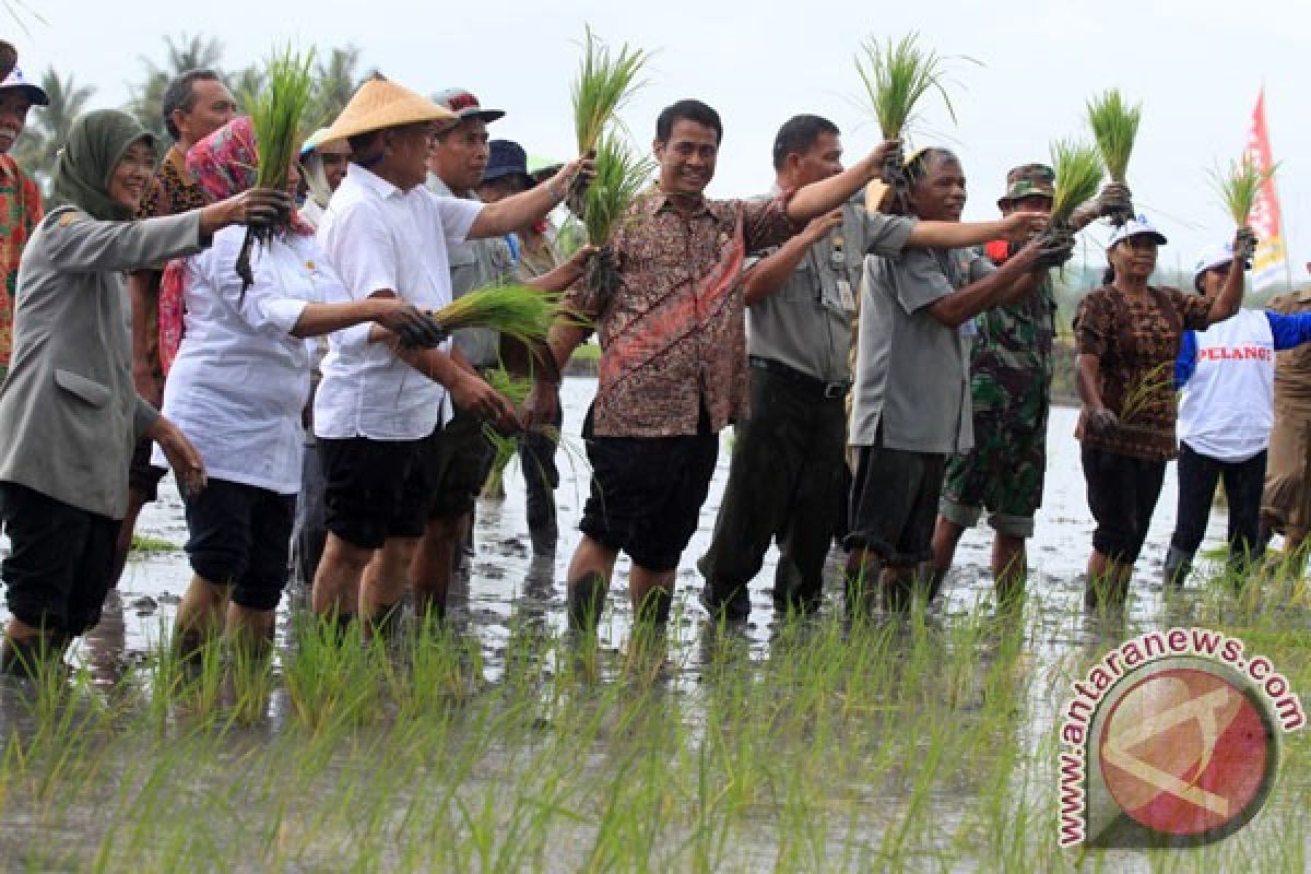 Menteri Pertanian akan canangkan gerakan tanam padi