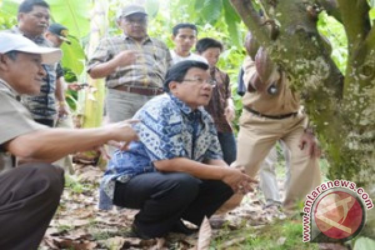 Gubernur Sulbar Minta Maksimalkan Kebun Kakao Polman