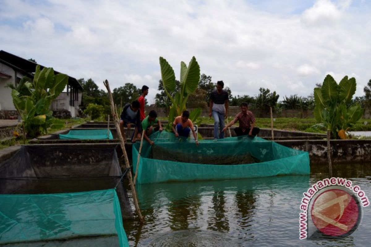 Petani Diminta Waspadai Penyakit Ikan Selama Musim Hujan 