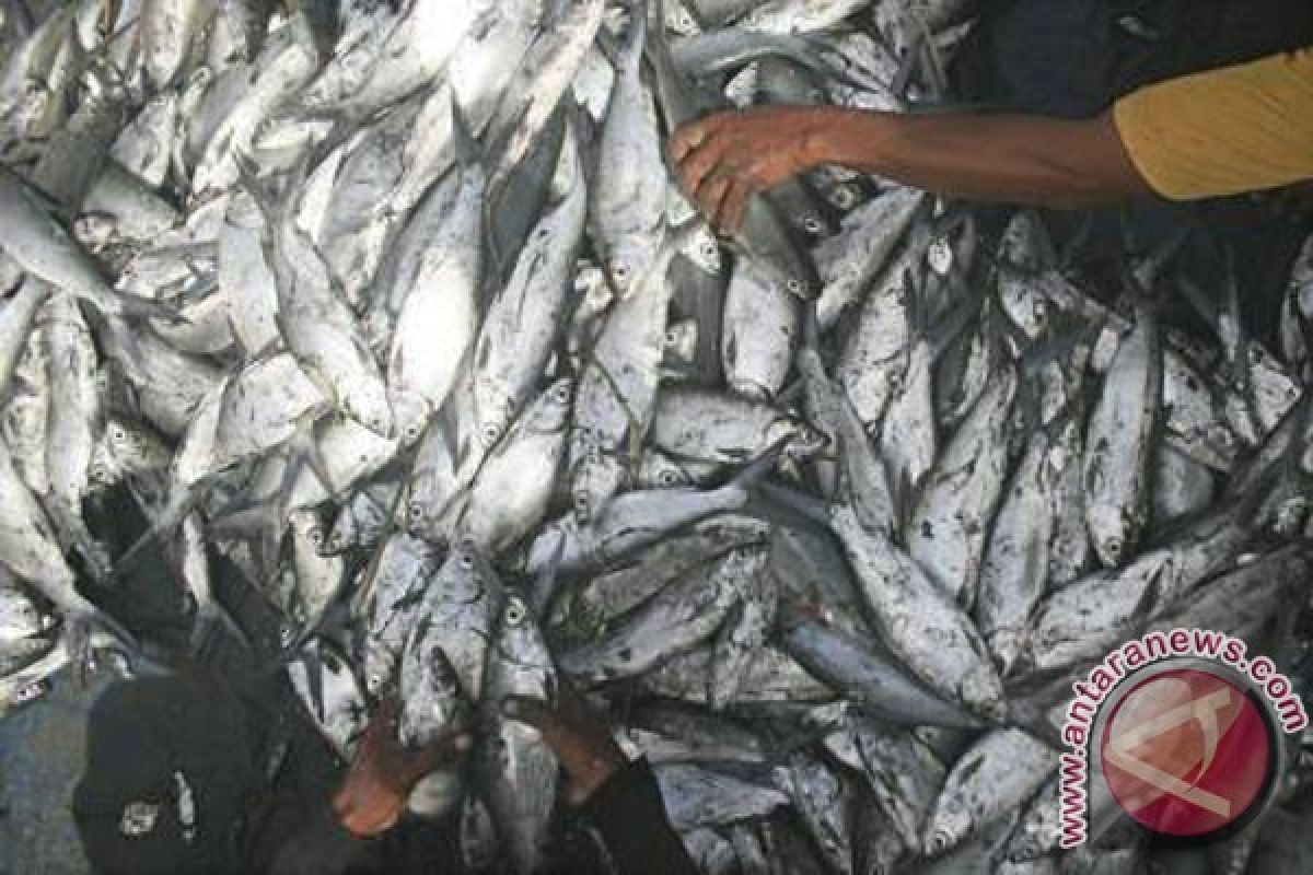 Harga Ikan Bandeng di Mamuju Naik 