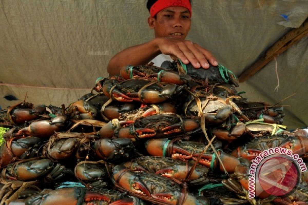 Harga daging kepiting di Bangka Selatan turun