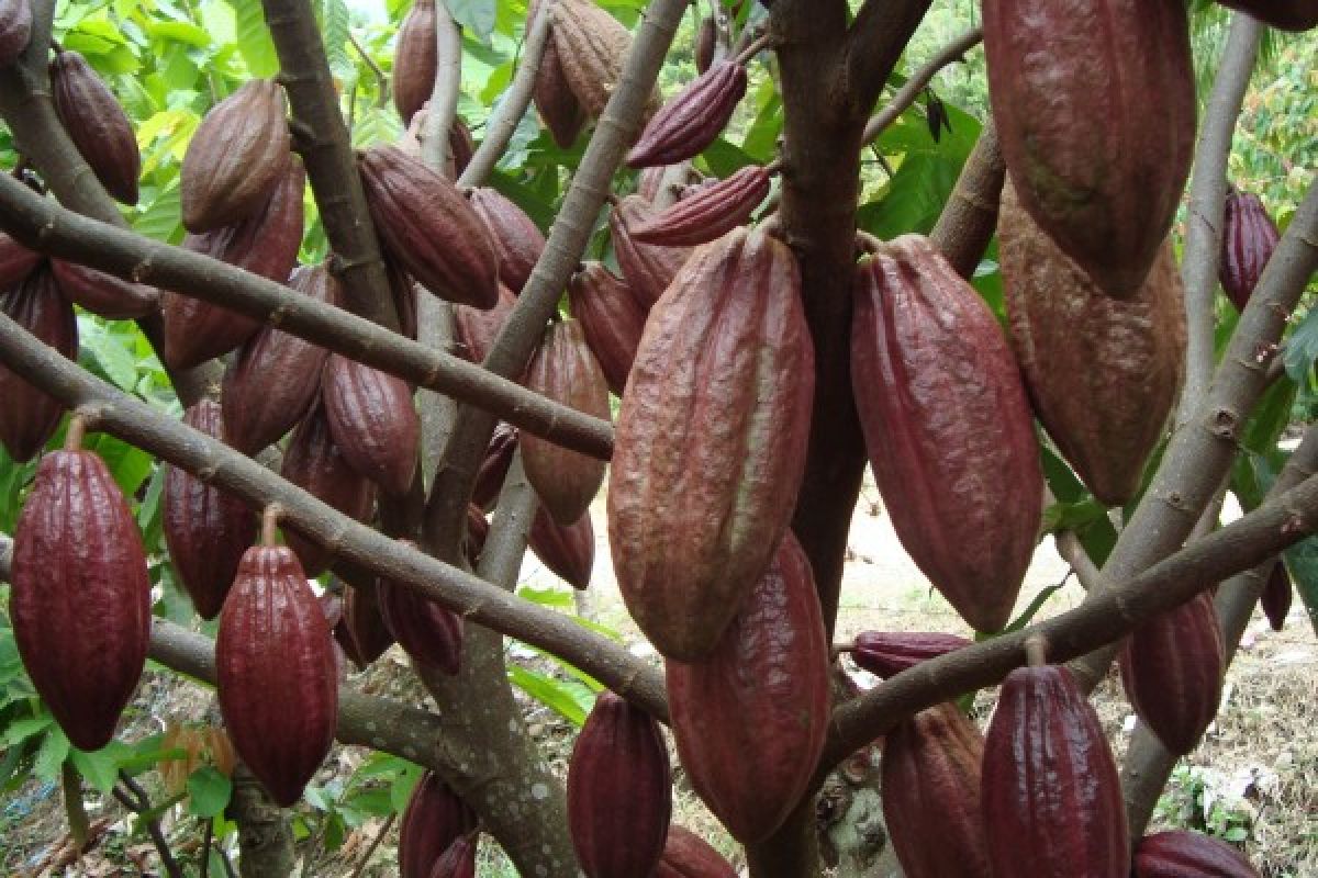 W Sumatra Cocoa Production Reaches 66,917 Tons Per Year