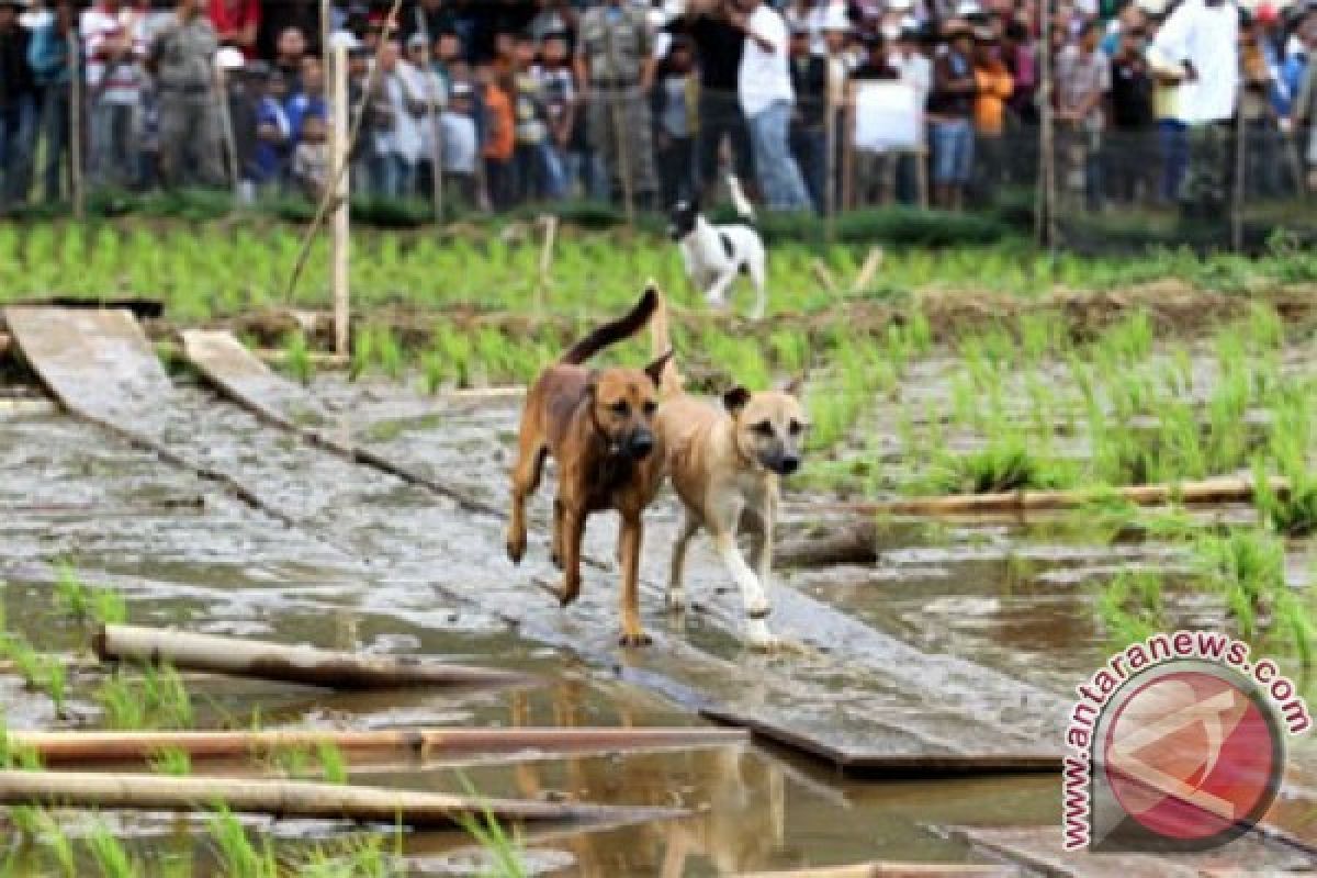 Cegah rabies, Kabupaten Agam targetkan eliminasi 2.000 anjing liar