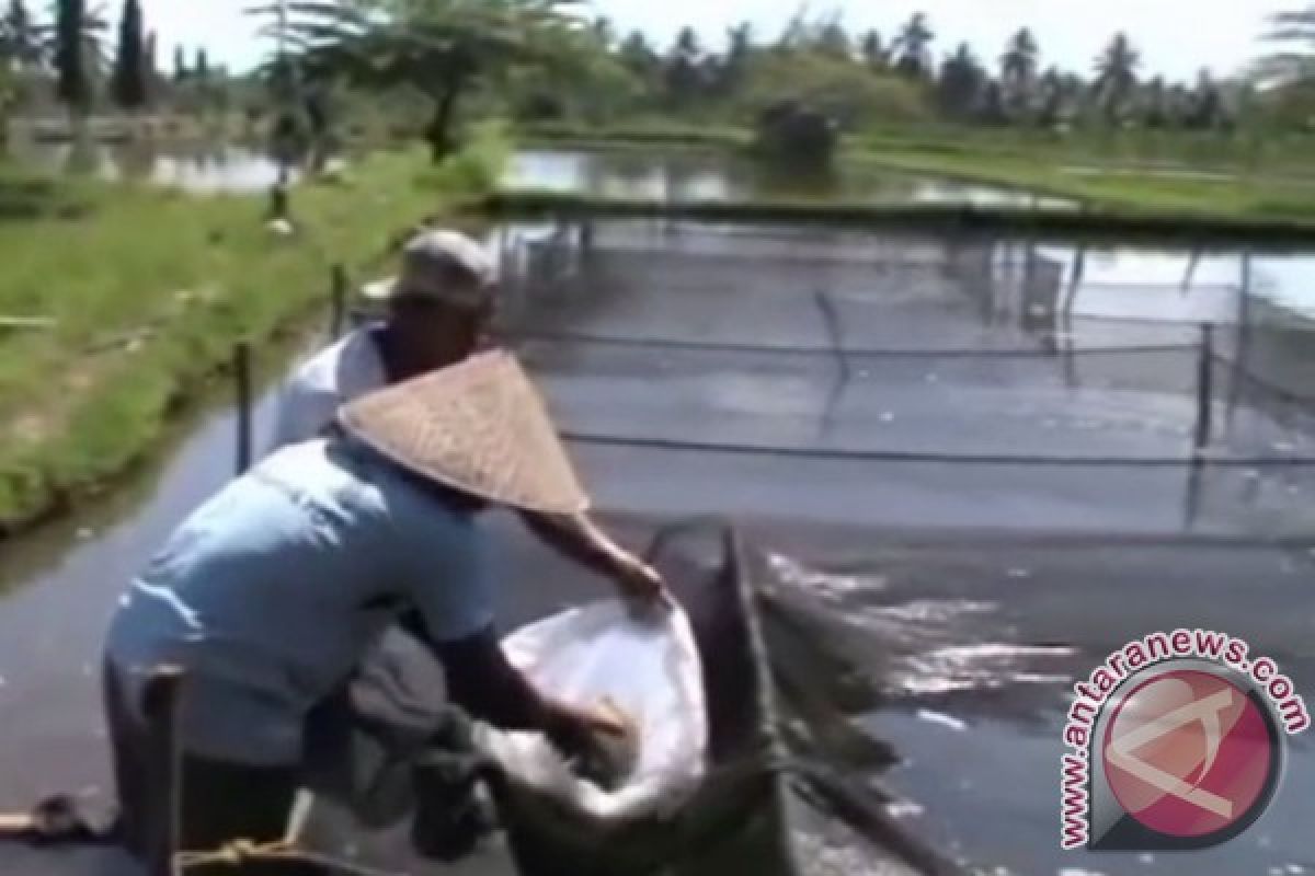 Kelompok budidaya ikan di OKU terima bantuan mesin pakan