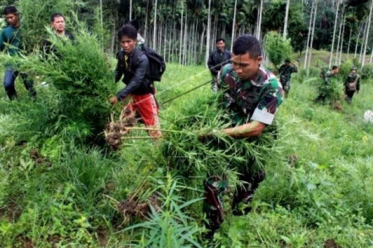 Satgas Pamtas RI-PNG Kembali Temukan Ladang Ganja