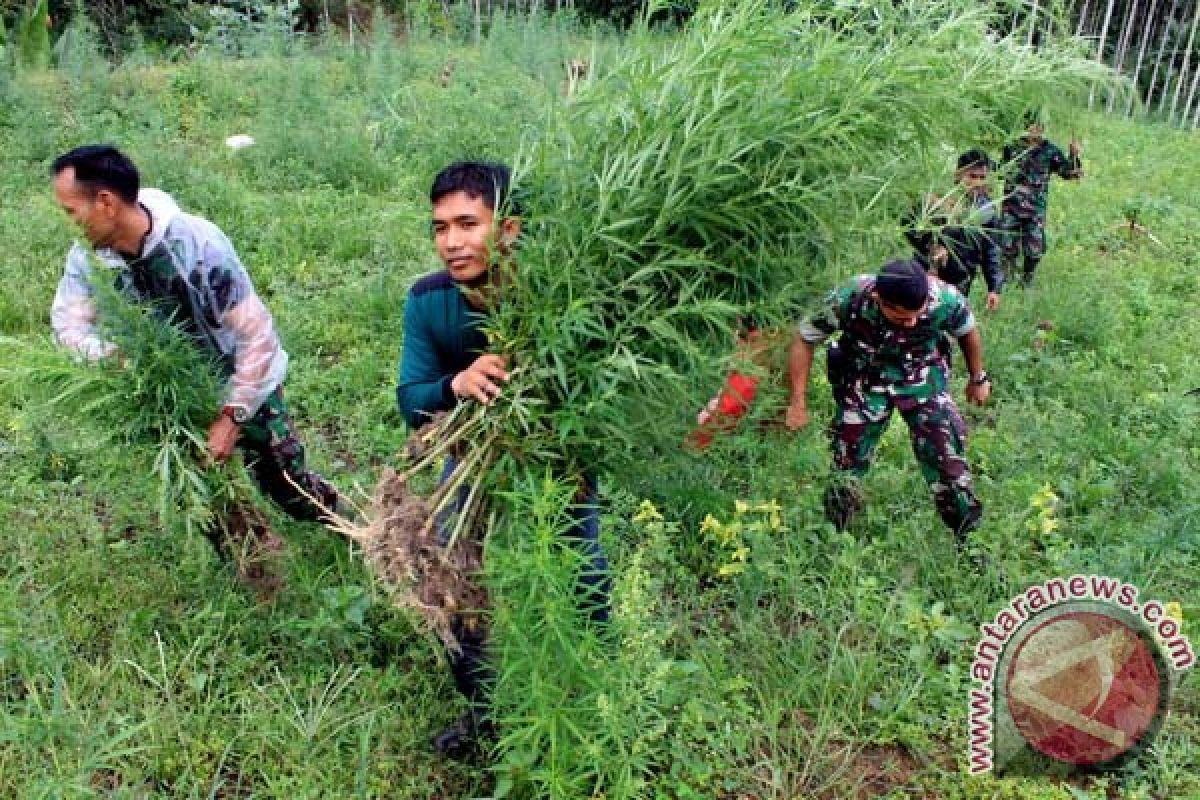 TNI bakar dua hektare ladang ganja di Aceh