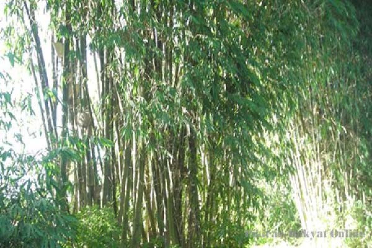 Kawasan bukit Turgo dijadikan Kampung Wisata Bambu 