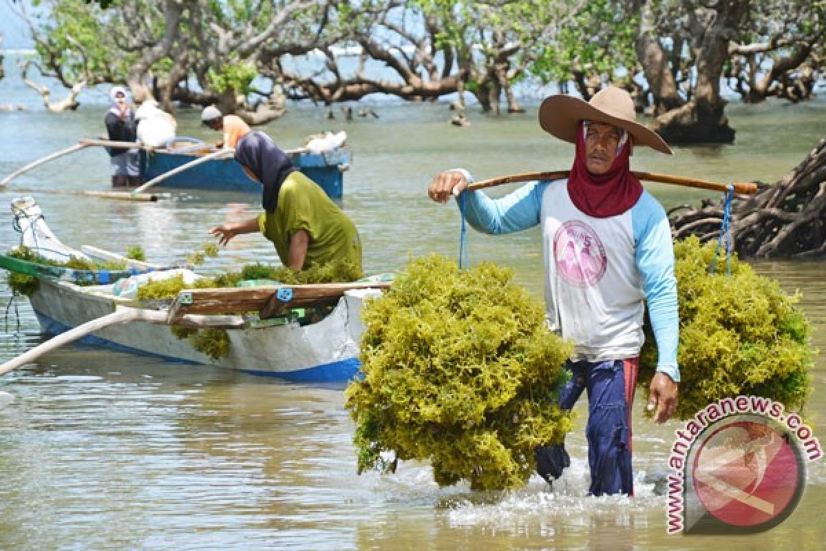 Warga Nunukan resah harga rumput laut makin anjlok