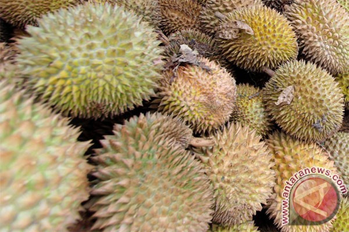 "Mendaging" durian jadi usaha alternatif