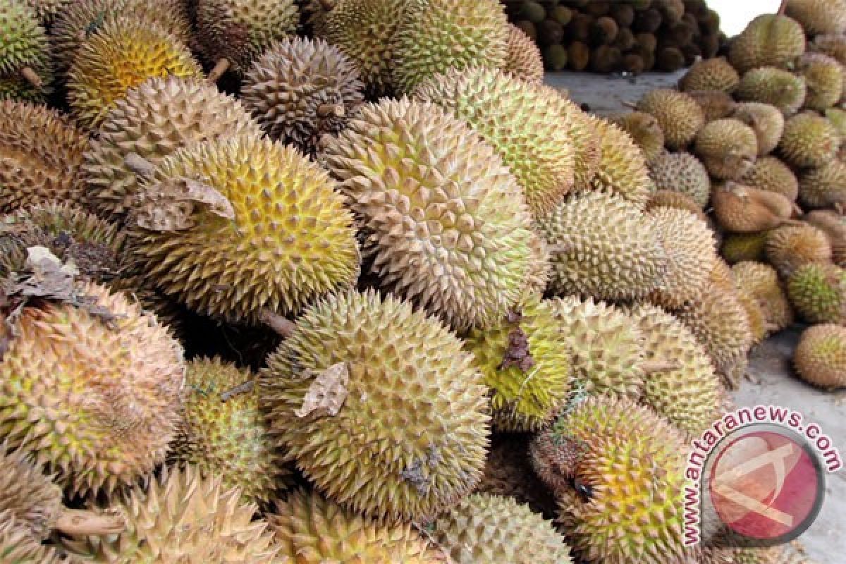 Petani Lebak mulai panen durian