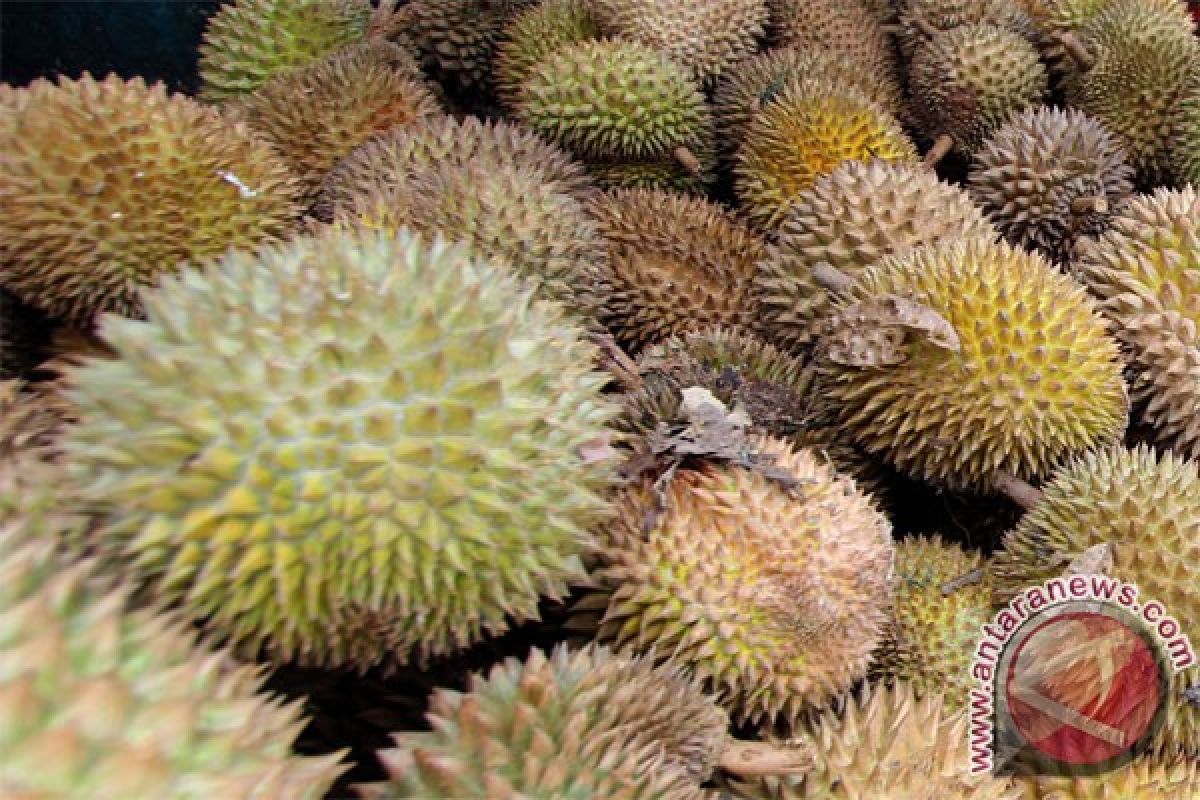 Buah durian Mamuju banjiri Palu, dijual Rp5.000-Rp20.000