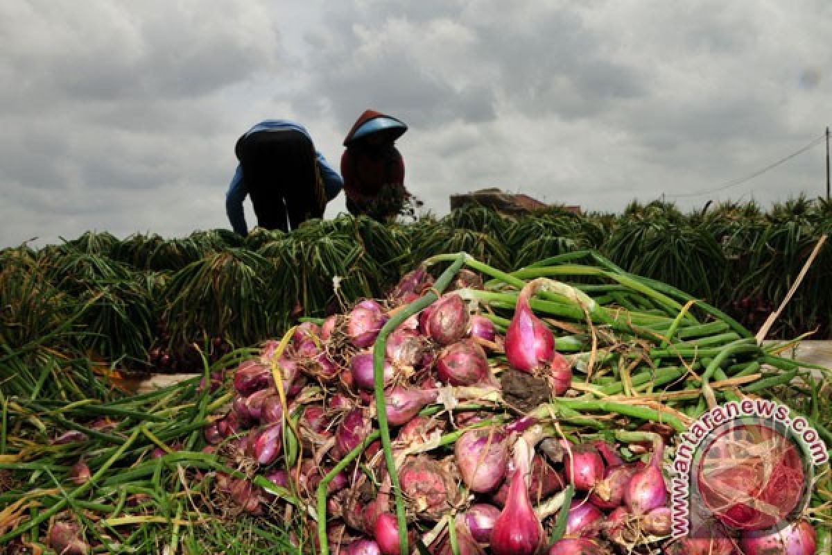 Kementan kembangkan bawang merah di Minahasa