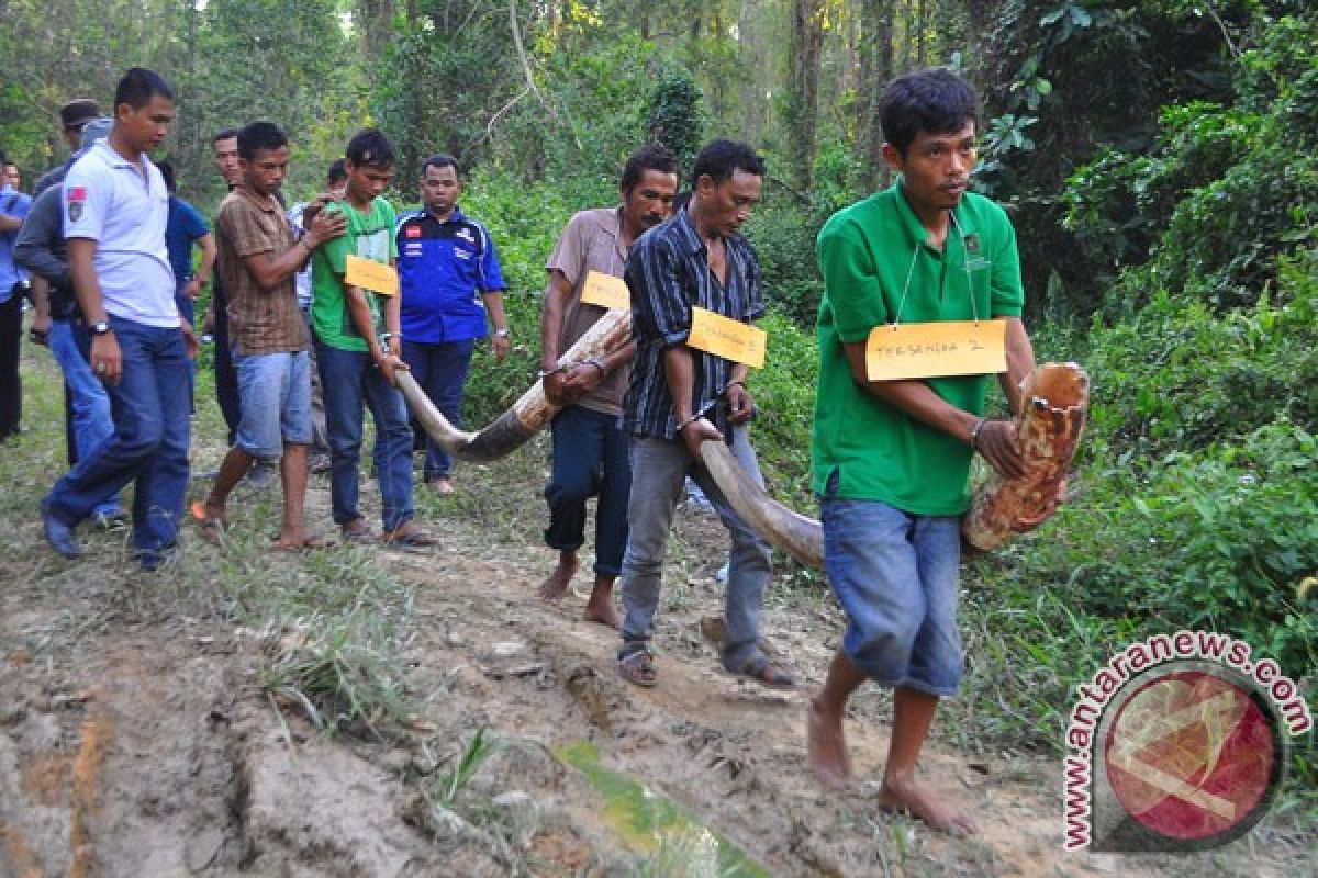 Pemburu gading juga bunuh anak gajah