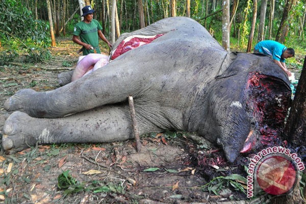 Gajah mati tanpa gading di hutan tanaman industri