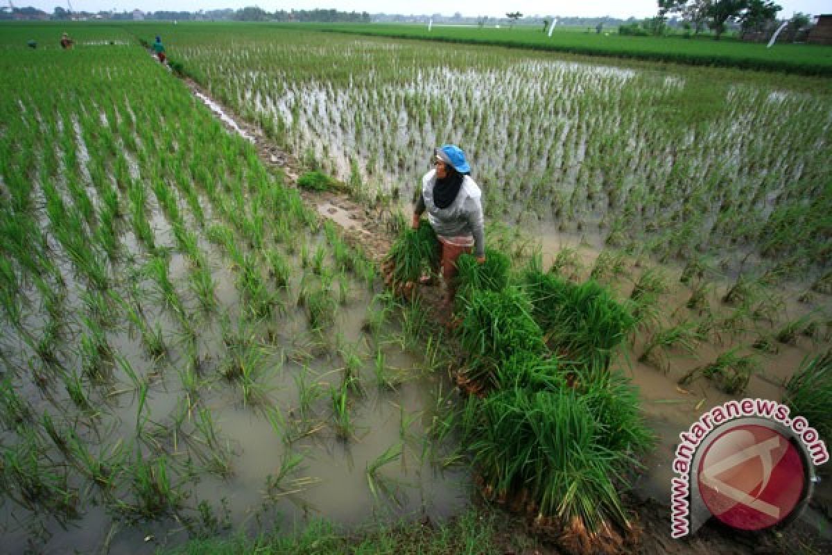 Ribuan hektare di Banten terendam banjir