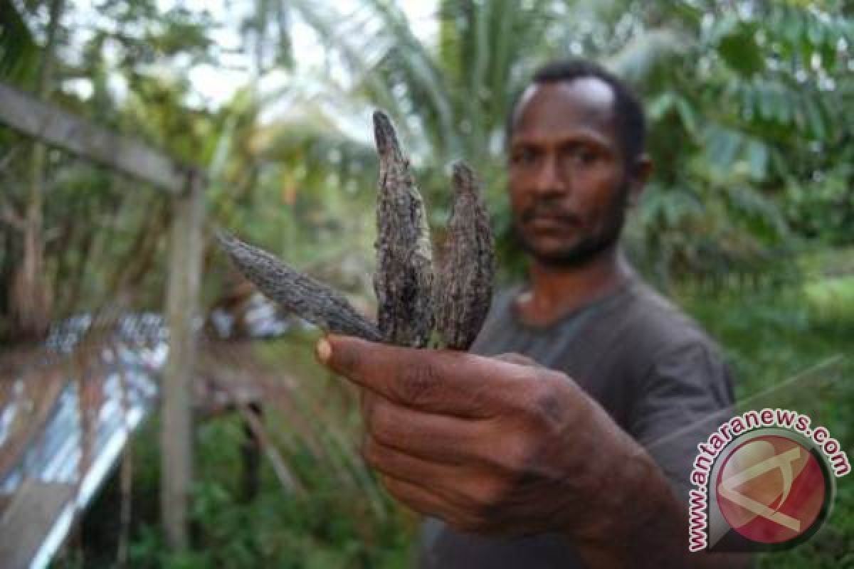 30 petani Jayapura belajar kakao di Sulsel