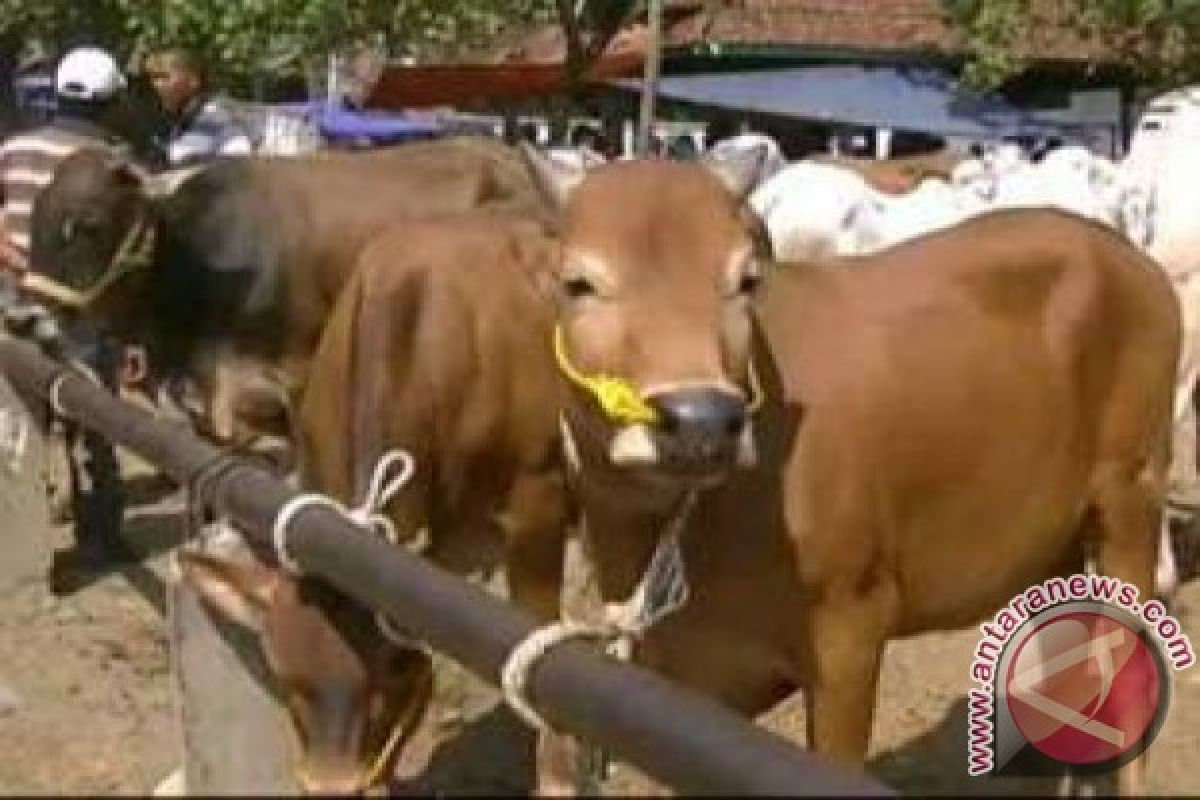 Kementan Bantu Kaltim 10.000 Sapi Integrasi Sawit 