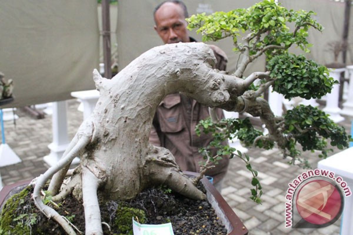Transaksi pameran bonsai Situbondo capai ratusan juta rupiah