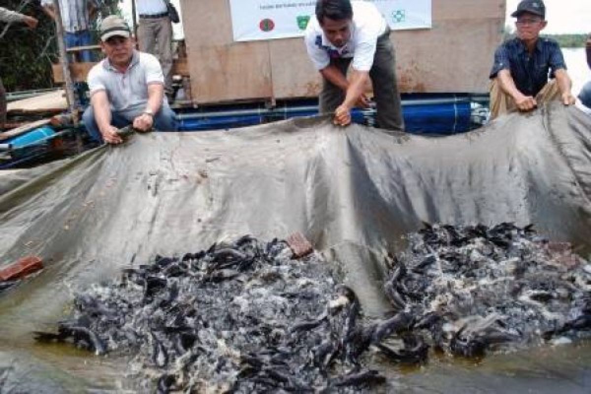 Jadi Menu Utama, Ikan Beong Mulai Dibudiyakan