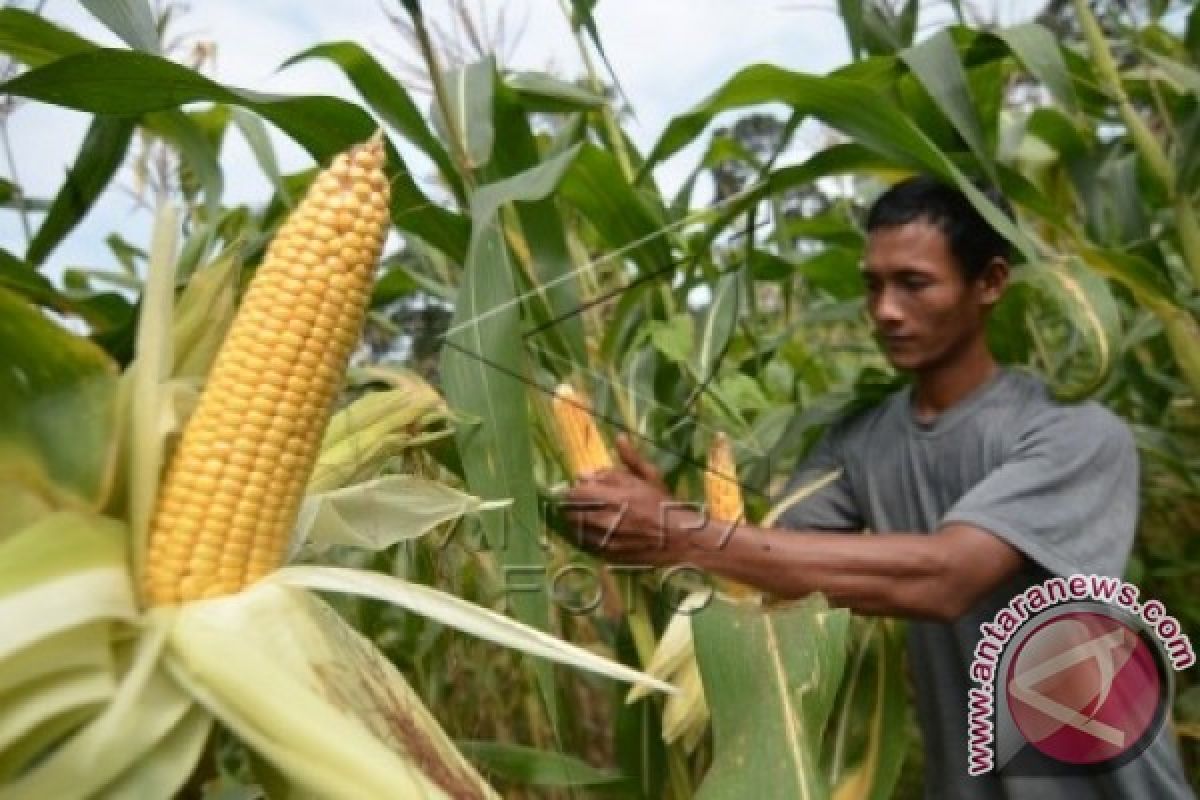 Mentan tantang Kadis Pertanian soal peningkatan produksi pangan