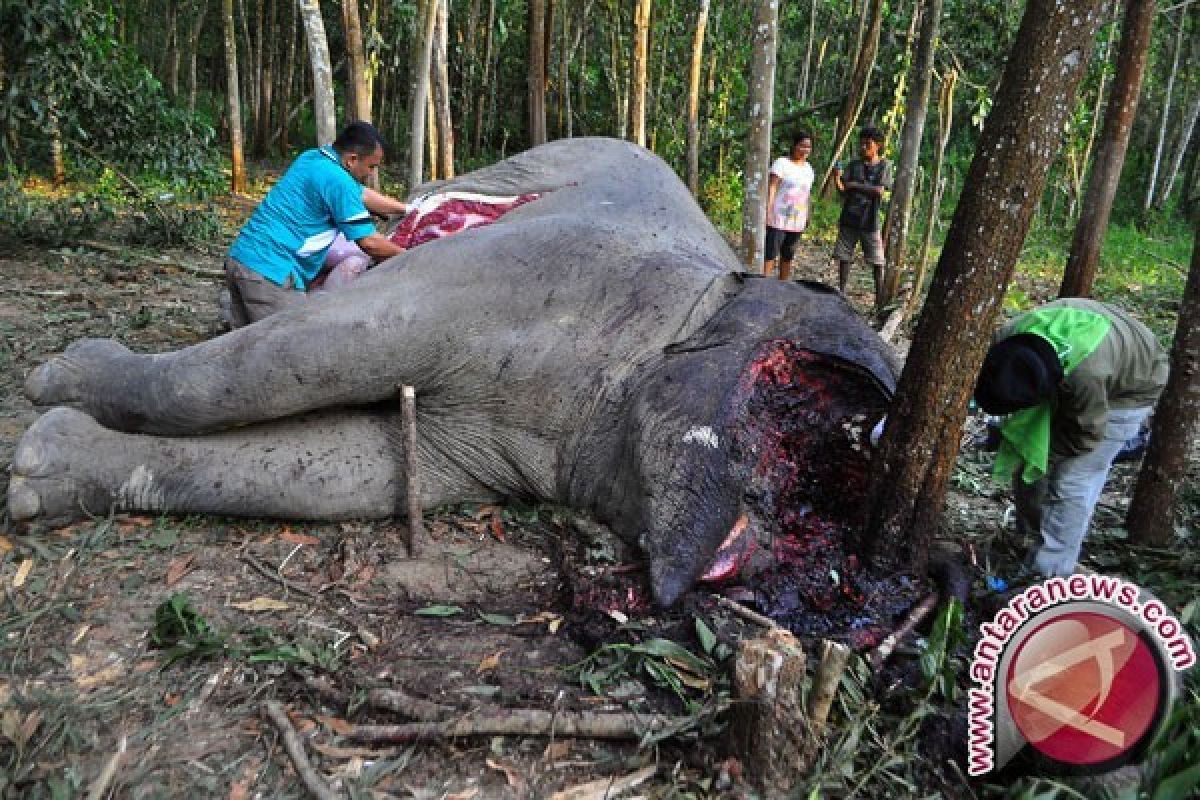 WWF : 10 Tahun Terakhir 145 Gajah Mati Mengenaskan