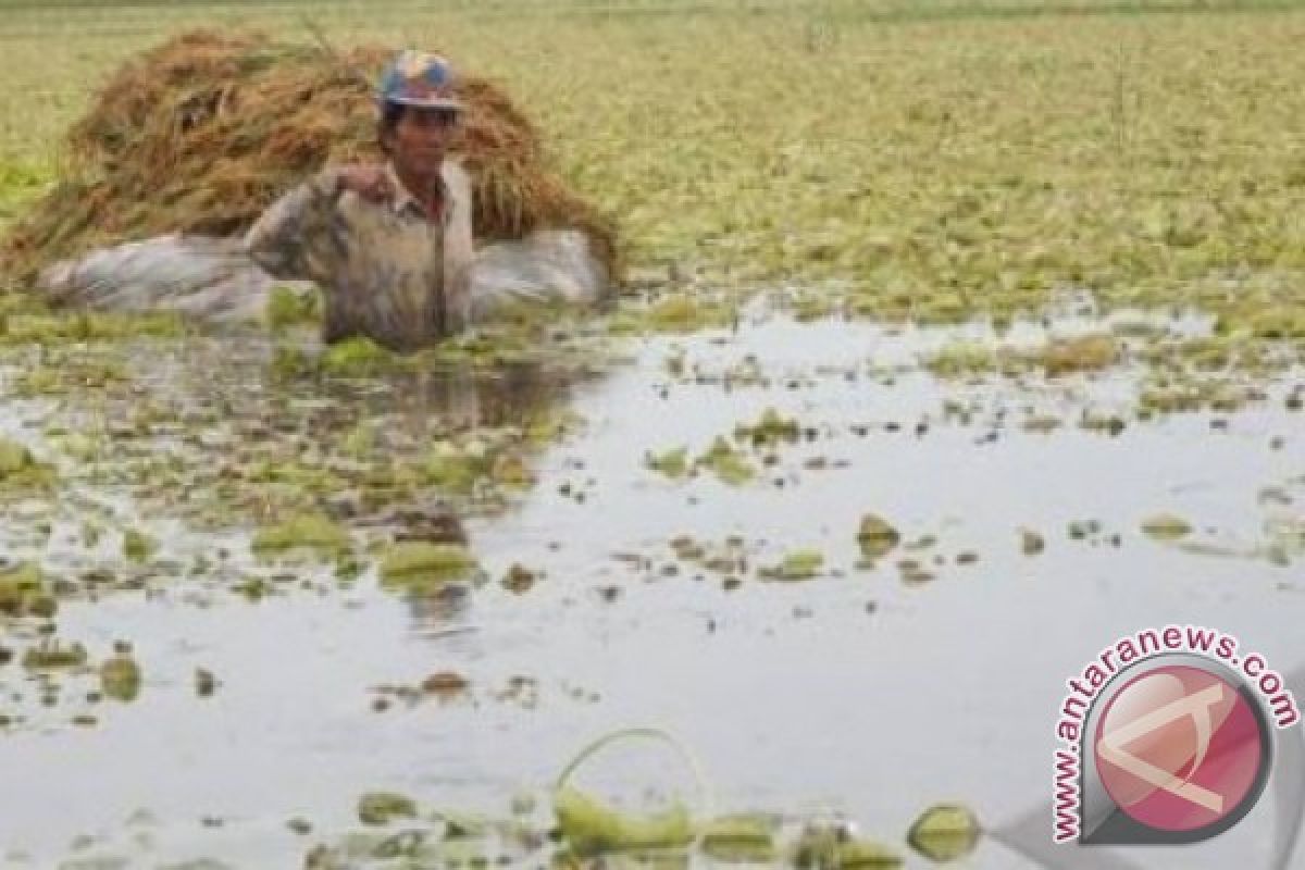 Petani Padi di HSU Mulai Menjerit