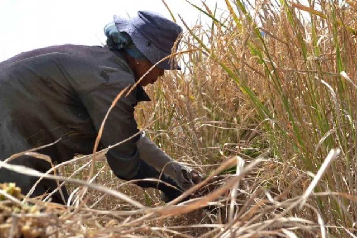 Mentan Minta Petani Jual Gabah ke Bulog