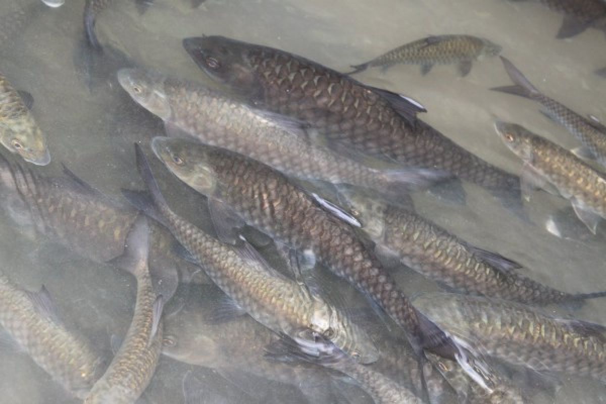 Menjaga ikan jurung di kawasan wisata Tangkahan Langkat