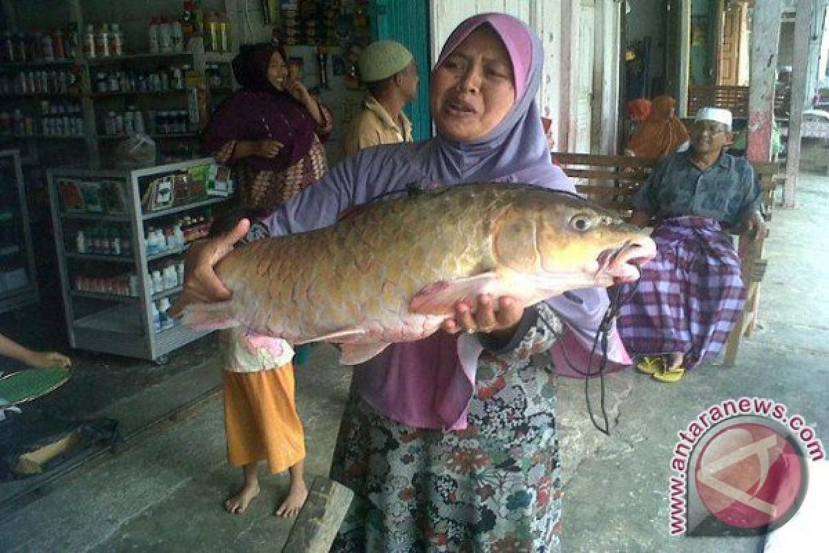 Ikan Jurung 