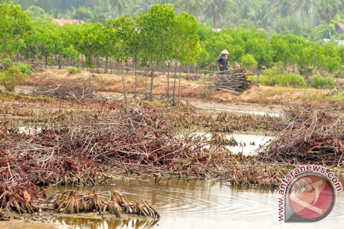 22 Jenis Spesies Manggrove Tumbuh di Langsa