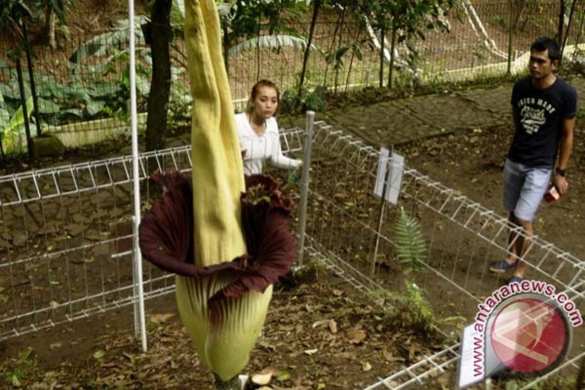 Bunga Bangkai dalam pot pertama di Kebun Raya Bogor berhasil mekar