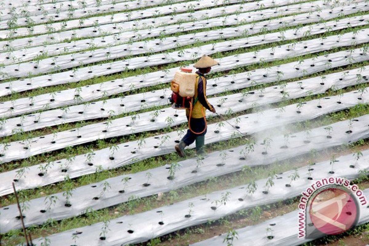 Jawa Tengah tingkatkan jumlah petani tanaman organik