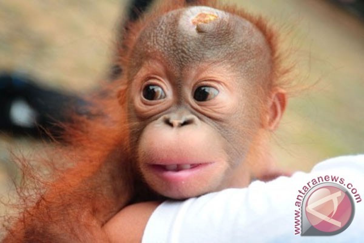 BKSDA Rawat Bayi Orangutan Korban Kebakaran Lahan 