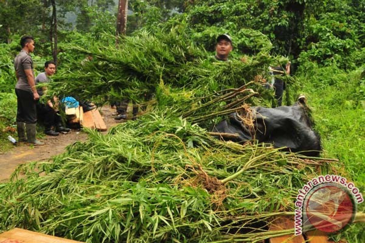 100 pohon ganja ditemukan di pekarangan rumah warga