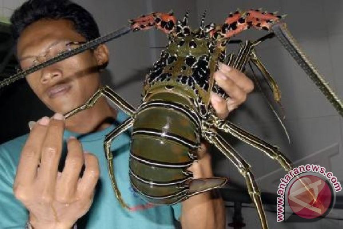 Bali Ekspor Lobster 2,55 Juta Dolar AS