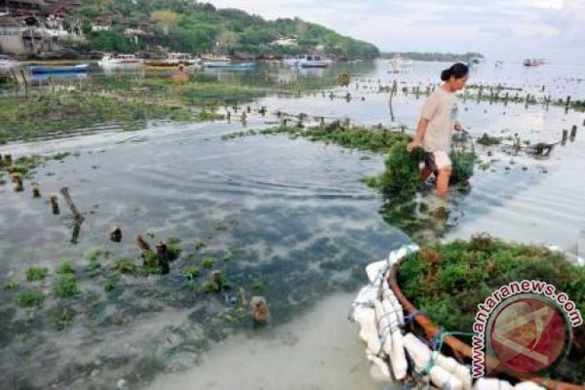 Budidaya Rumput Laut Perlu Pengawasan