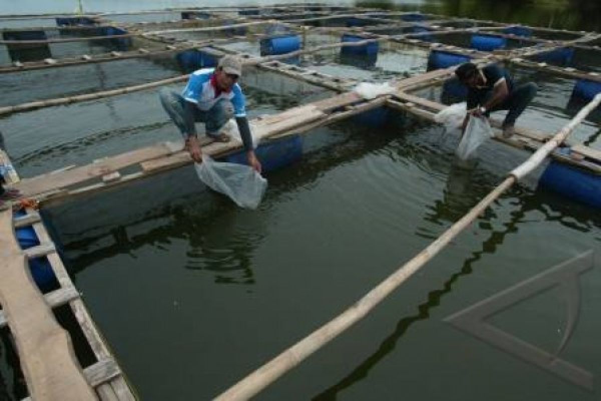Tingkatkan Konsumsi Ikan, Kawasan Perikanan Budidaya Terus Dikembangkan