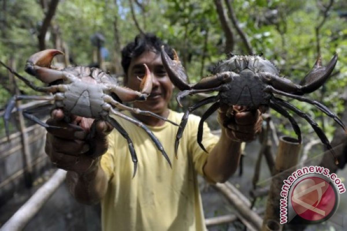 BKIPM Denpasar Lepasliarkan 160 Ekor Kepiting Bertelur