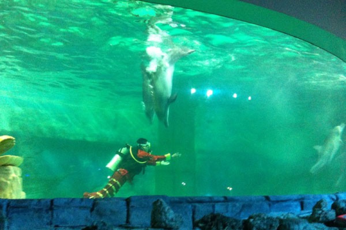 Liburan Imlek, pengunjung Underwater Theater Ancol melonjak